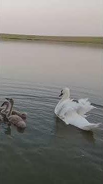 Мама лебедь так шипит, что пугают даже её детки лебедятки 20 #swans # ...