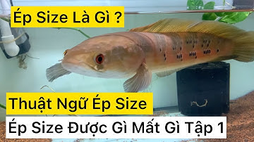 Thuật Ngữ Ép Size Cá Lóc Cảnh ? Ép Size Là Gì ? #Tập1
