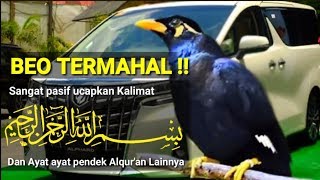 Burung Beo Nias Termahal !! Jago & Pintar Tirukan suara Orang Baca Alqur'an,Bernyanyi.....