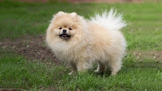 TOP 10 CUDDLY FLUFFY DOG BREEDS