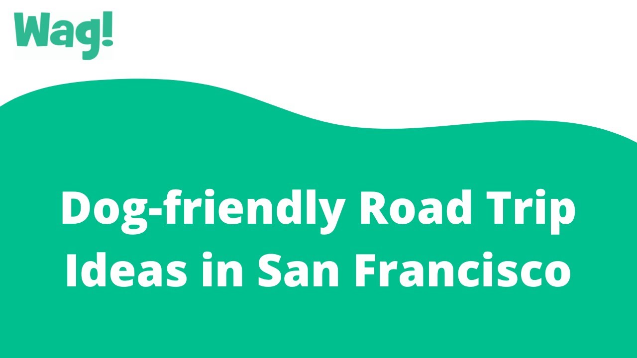 Your Go-To Dog-Friendly Guide to San Francisco · The Wildest