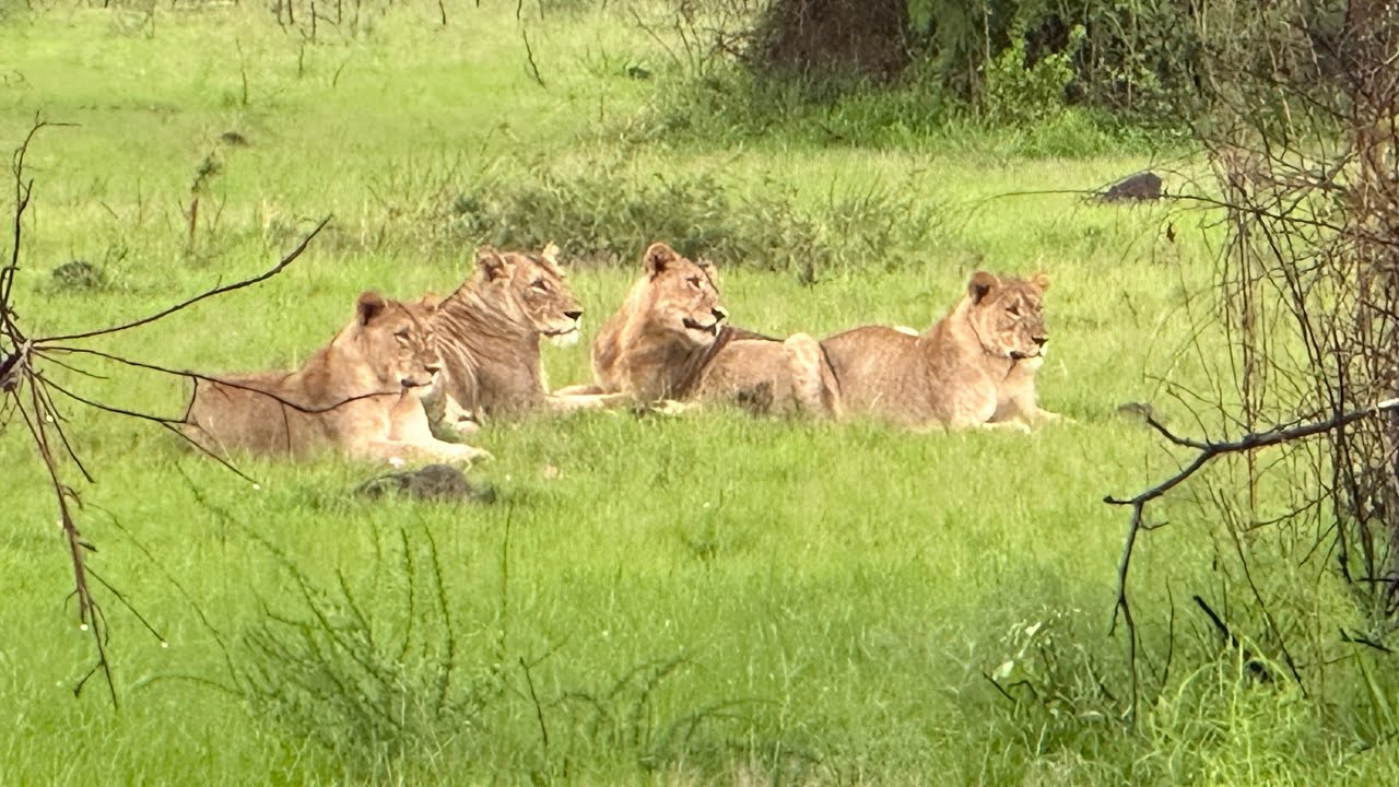 Best Safari in Rwanda | Akagera National Park 4k