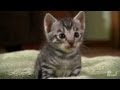 Toygers on the Prowl | Too Cute! の動画、YouTube動画。