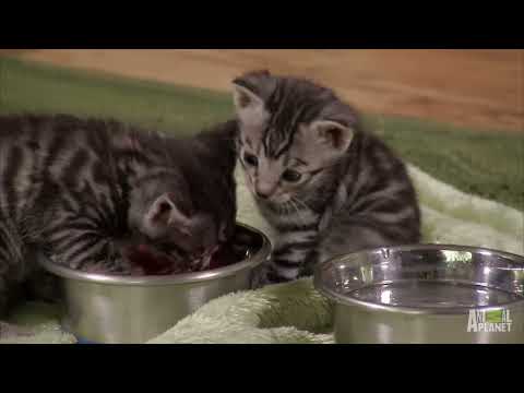 Toygers On The Prowl Too Cute 