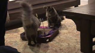Cats playing with their new toys