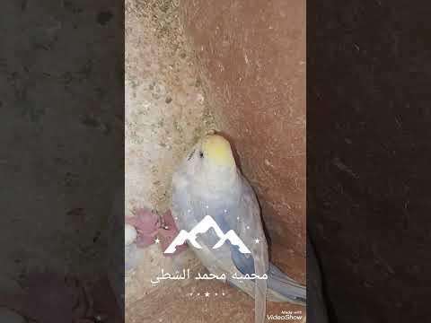 فتح عشاش طيور البادجي  المراه طيور التغطيه اكسبلور المراره حيوانات السعودي الوكره ترند