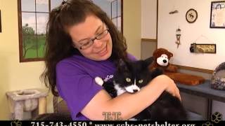 Clark County Humane Society 'Furry Feature' - May 21, 2013 by breatMCTV 139 views 10 years ago 6 minutes, 17 seconds