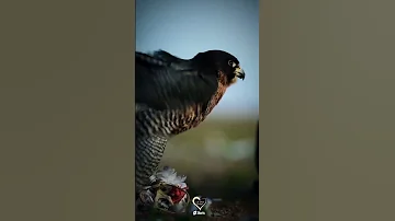 صقر يرفرف بجتاحيه مع مقطع من حزين من الشتاء يا طير 