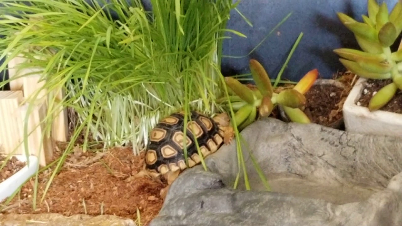 Leopard Tortoise eating a succulent YouTube