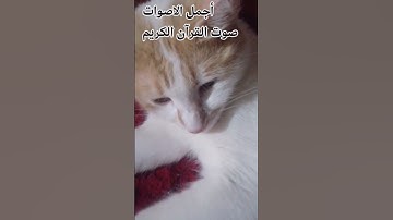 #راحة_نفسية ❤️🤲قران كريم بصوت جميل ❤️♥️ #اكسبلور #ا❤️اللهم اجعل القرآن ربيع قلوبنا ونور صدورنا