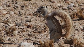 Erdhörnchen - Damara Borstenhörnchen