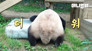 Panda Fu Bao Melting Due to Heat LOL