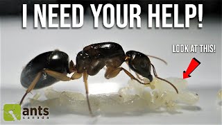 Discovering The Truth About My Pet Queen Ants | Day 39