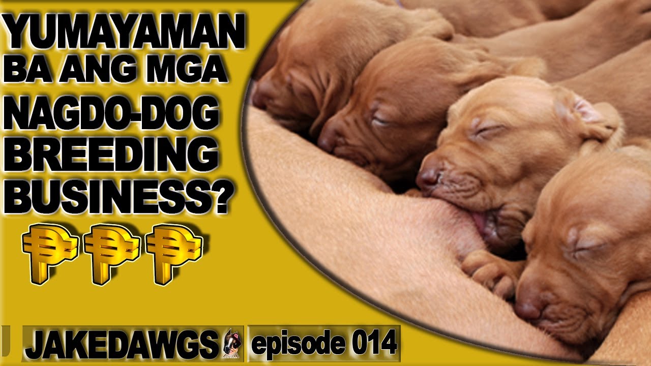 American Bully Breeding Business | Magkano Ang Kita? | Micro Exotic Breed Philippines