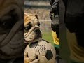 “El Balón Firmado” #futbol #futebol #futebolbrasileiro #brasil #mexico #mundial2026 #divertido