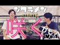 2年目シクラメンは『○○○』で咲く!?自宅で誰でもできる育て方【シクラメン暑い時期編Vo.1】【シクラメン専門店】