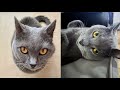 CHARTREUX CATS 2021 の動画、YouTube動画。