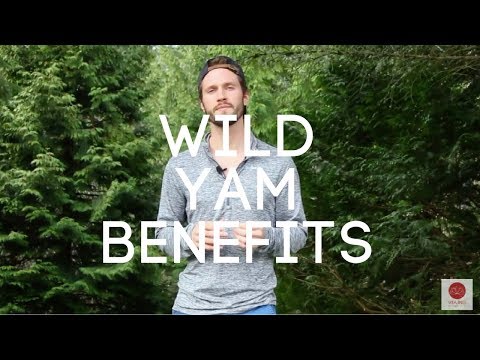 Wild Yam Benefits: PMS, Cramps, Menopause, Fertility