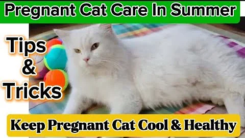 Video 11713071: persian pregnant cat, persian cat healthy