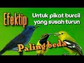 SUARA PIKAT BURCIL KEJEPIT PALING BEDA