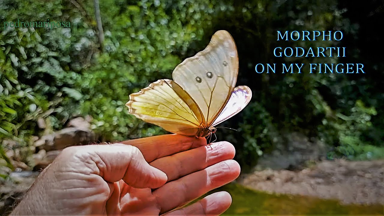Morpho godartii on my finger
