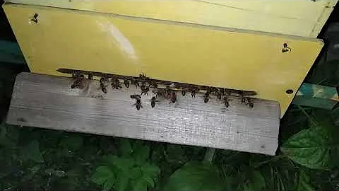 Знаете, что делают пчёлы ночью