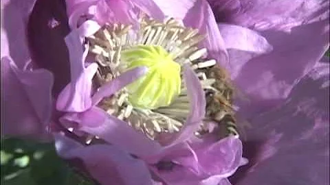 Buzz Buzz - Marina Shoupe (2009)