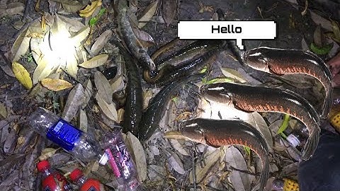 Thả câu cá lóc “ Thả câu đêm cùng cha siêu dính “