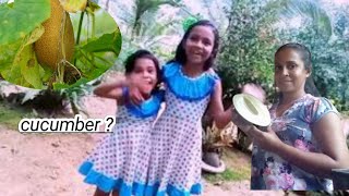 cucumber supper yummy  curry recipe in village life style /?/we in ශ්‍රී lanka