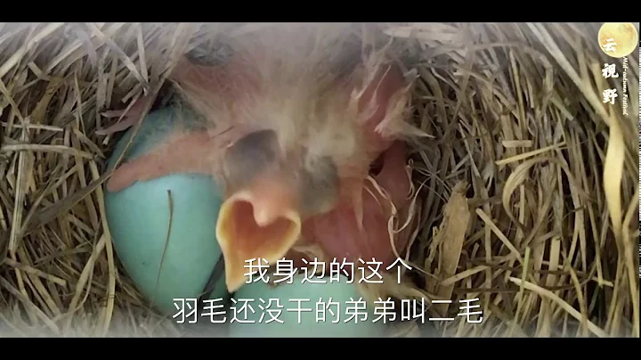 鲜为人知-北美知更鸟的㊙️密！一 - 天天要闻