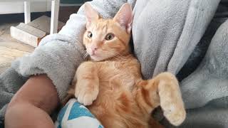 Comfy cat watching TV by Cat stories 22 views 2 years ago 46 seconds