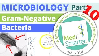 Gram Negative Bacteria | Microbiology | USMLE STEP 1 | Pt 10