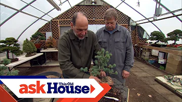 Which is the best bonsai tree for beginners?