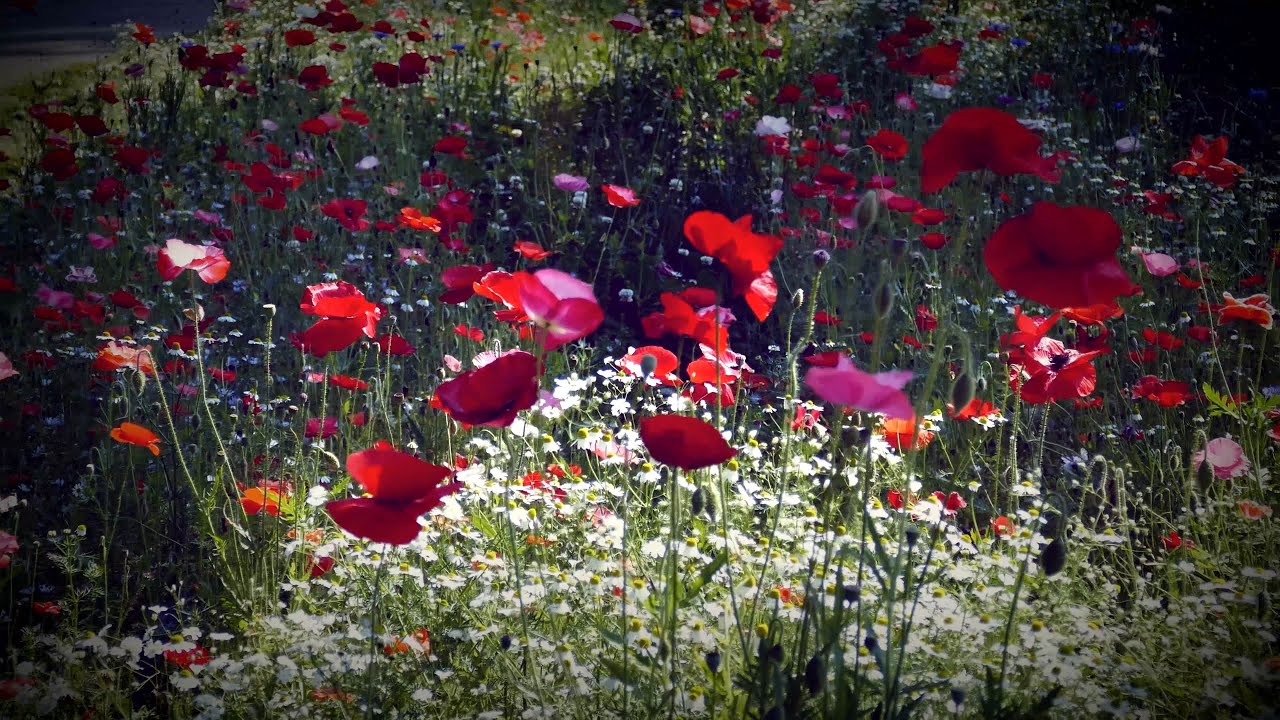 Moving camera test 201605