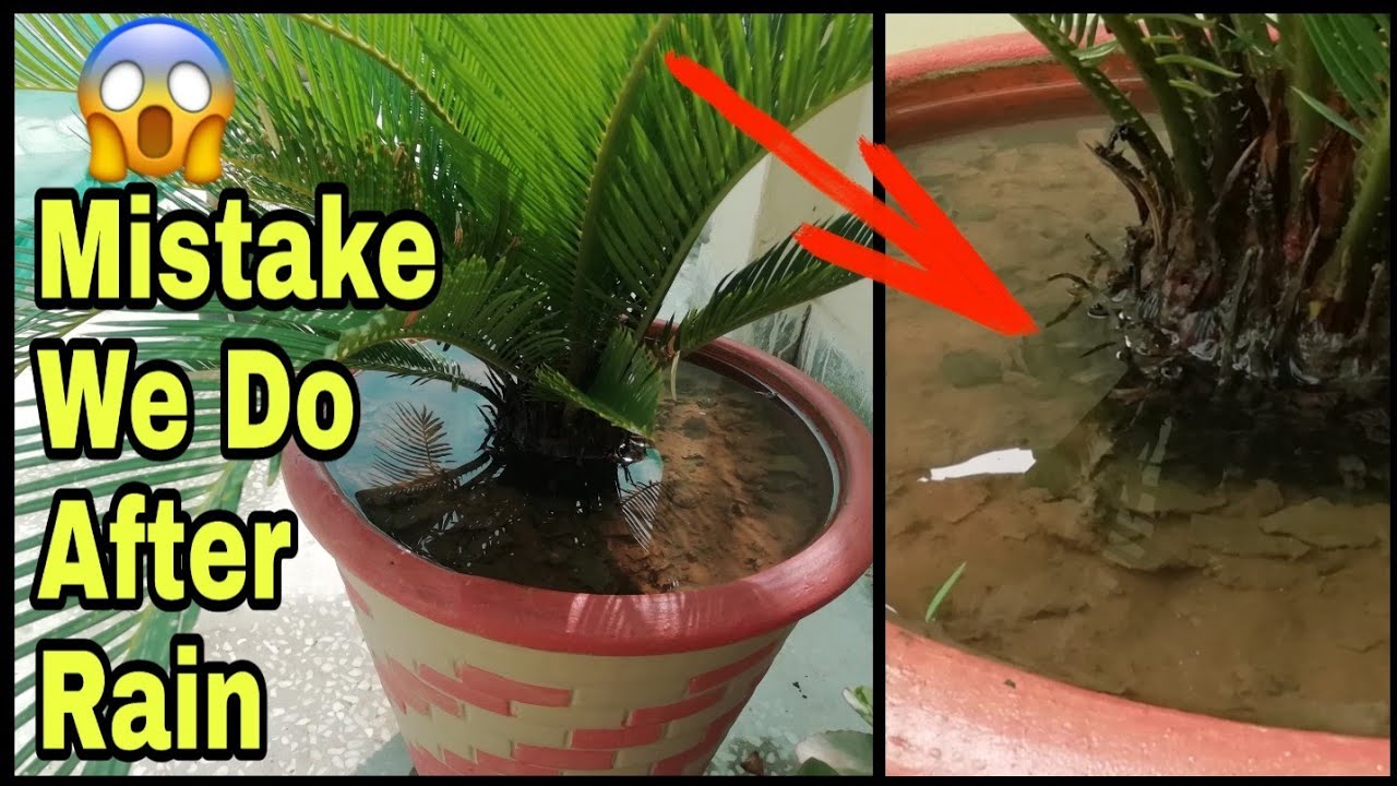 How To Protect Cysus/Sago Palm After Rain How To Protect Plants in