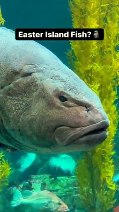 AWAS‼️ikan 'kepala batu' 🗿🗿🗿#shorts #shortvideo #tiktok #viral #easter #island #hawaii #funny #lucu