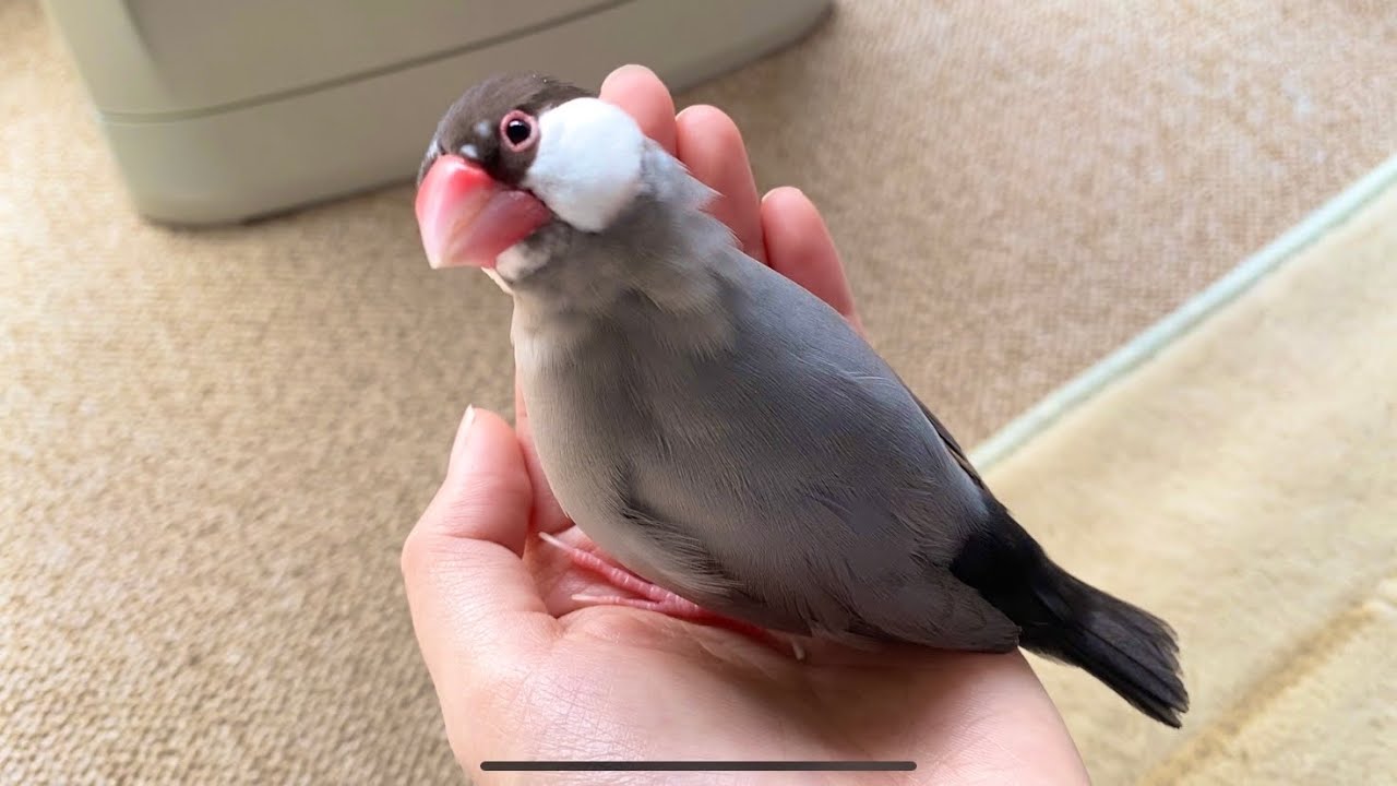 手のひらでお座りする文鳥 あずき Java sparrow - YouTube