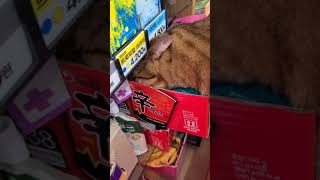 편의점 도둑고양이 편의점 도둑고양이