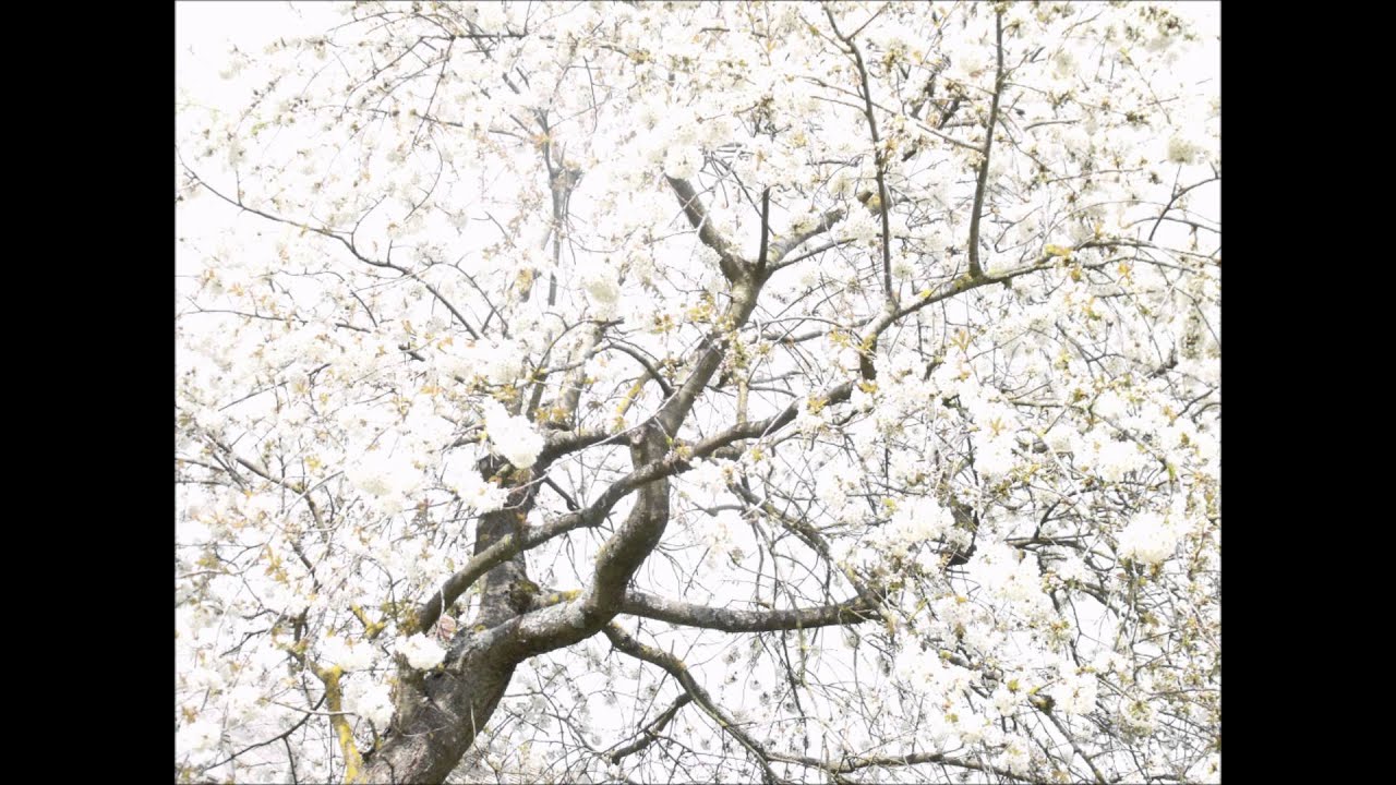 Watch Wendy Sutter-Philip Glass - Song VII on YouTube Watch Wendy Sutter-Philip Glass - Song VII on YouTube