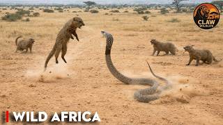 One Wrong Move: Predators vs Prey in the African Wilderness | Documentary Net Worth