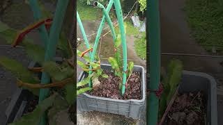high growth rate Dragon fruit plant Ninja technique #shortvideo #bestdragonfruit #daillyvlogger