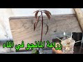 طريقة زراعة المانجو في الماء Grow Mango Seed in Water