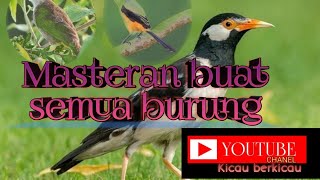 Masteran Untuk Semua Burunggacor Terus