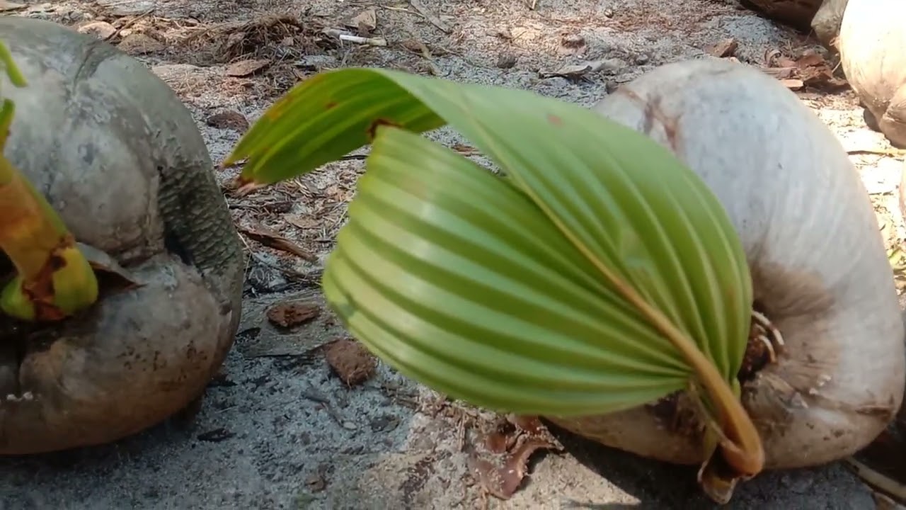 Cciri ciri bibit kelapa lokal langka dan super