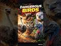 Most Dangerous Birds In The World 😱 #shorts