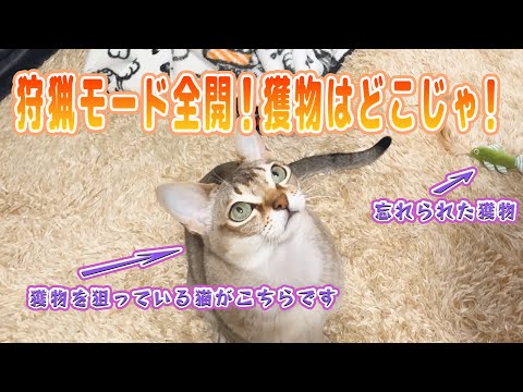 【シンガプーラ】狩猟モード全開！獲物はどこじゃ！獲物を狙っている猫がこちらです！