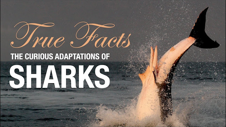 True Facts: The Curious Adaptations of Sharks