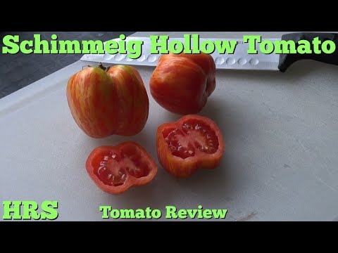 Video: Tomato Berongga Berjalur Schimmeig – Cara Menanam Tomato Schimmeig Untuk Diisi