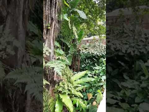 Video: Botanisk Have (Penang Botanic Gardens) beskrivelse og fotos - Malaysia: Penang Island