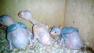 Funny Psittacula Krameri - Aviary - Indian Ringneck Parrot